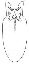 bilobus